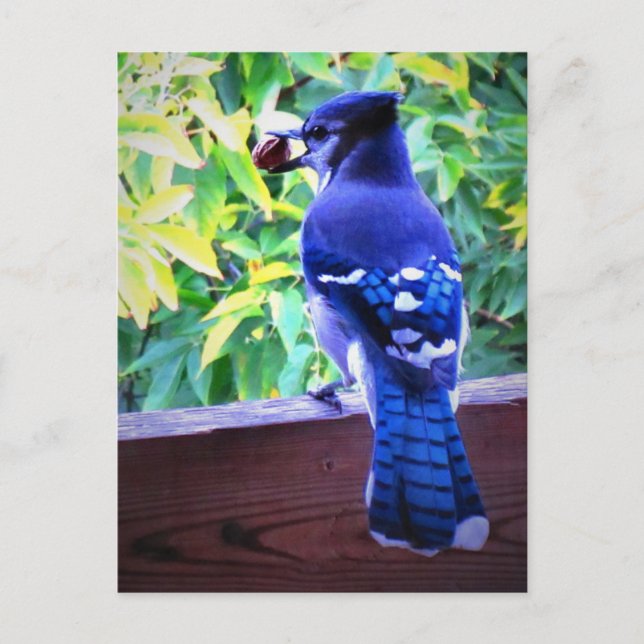 Northern Blue Jay W Peanut Beautiful Blue Feathers Postcard (Front)