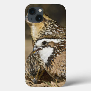 Northern Bobwhite quail babies at pond for drink iPhone 13 Case
