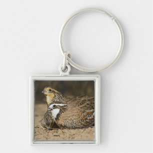 Northern Bobwhite quail babies at pond for drink Key Ring