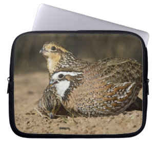 Northern Bobwhite quail babies at pond for drink Laptop Sleeve