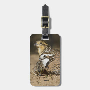 Northern Bobwhite quail babies at pond for drink Luggage Tag