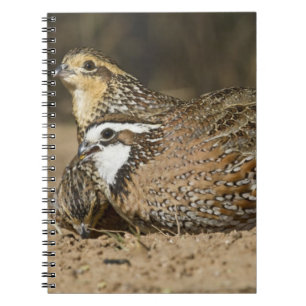 Northern Bobwhite quail babies at pond for drink Spiral Notebook