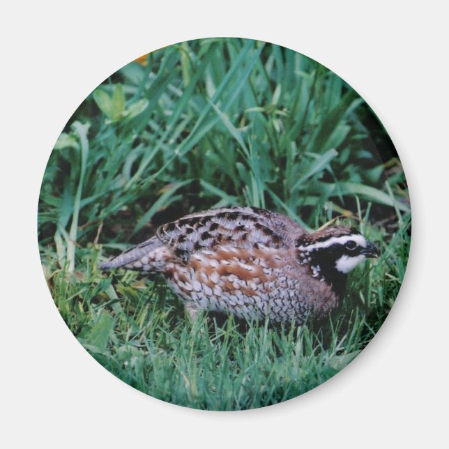 Northern Bobwhite Quail Magnet (Front)