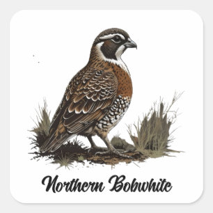 Northern Bobwhite Square Sticker