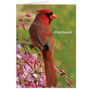 Northern Cardinal