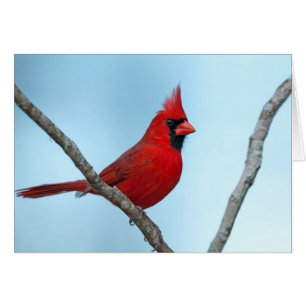 Northern Cardinal