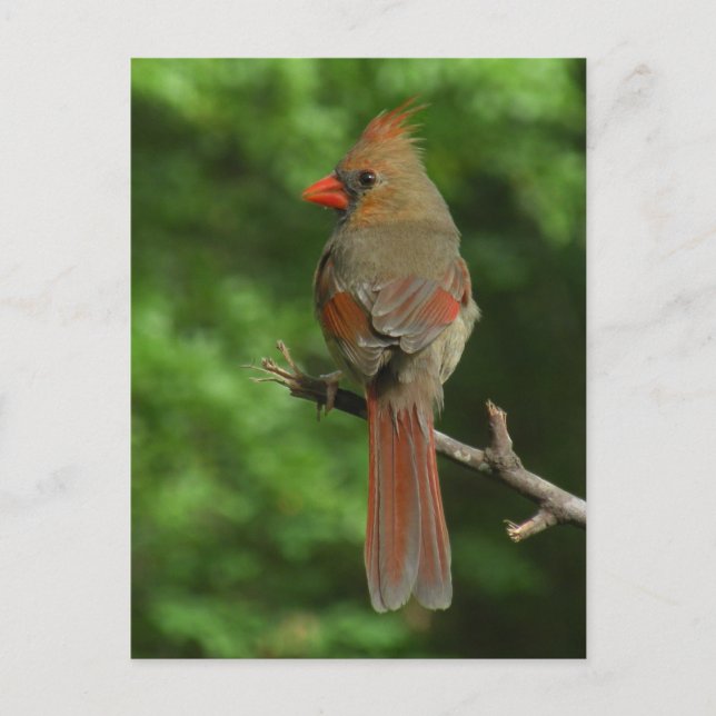 Northern Cardinal Bird Postcard (Front)