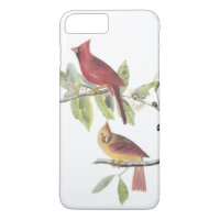 Northern Cardinal by Audubon