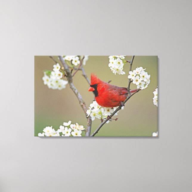 Northern Cardinal Canvas Print (Front)