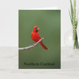 Northern Cardinal  Card