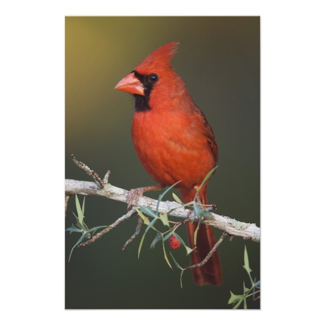 Northern Cardinal, Cardinalis cardinalis, male Photo Print (Front)