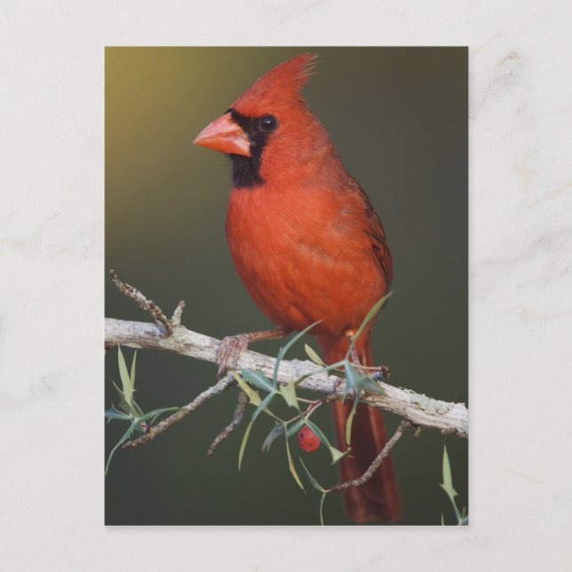 Northern Cardinal, Cardinalis cardinalis, male Postcard (Front)