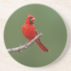 Northern Cardinal Coaster