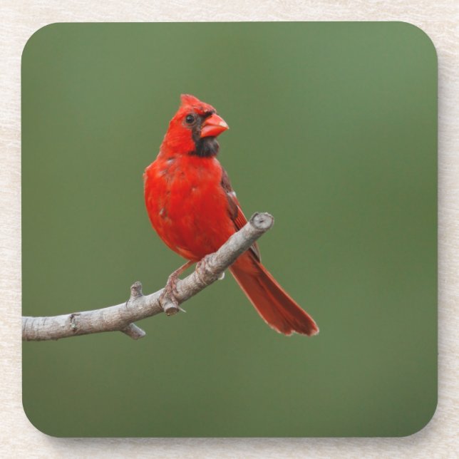 Northern Cardinal Coaster (Front)