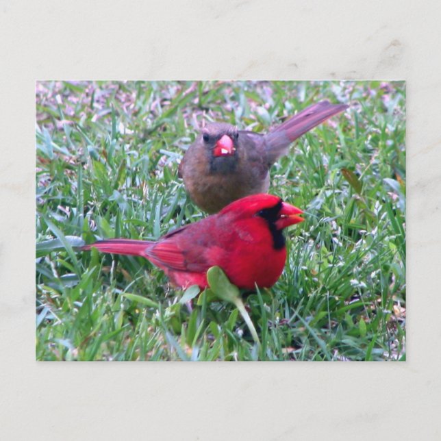 Northern Cardinal Couple Postcard (Front)