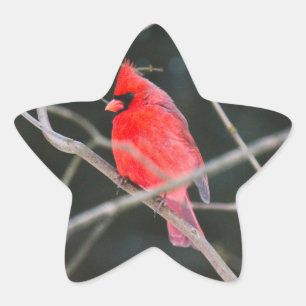 Northern Cardinal Crest Star Sticker