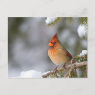 Northern Cardinal female in spruce tree in winter Postcard