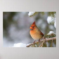 Northern Cardinal female in spruce tree in winter