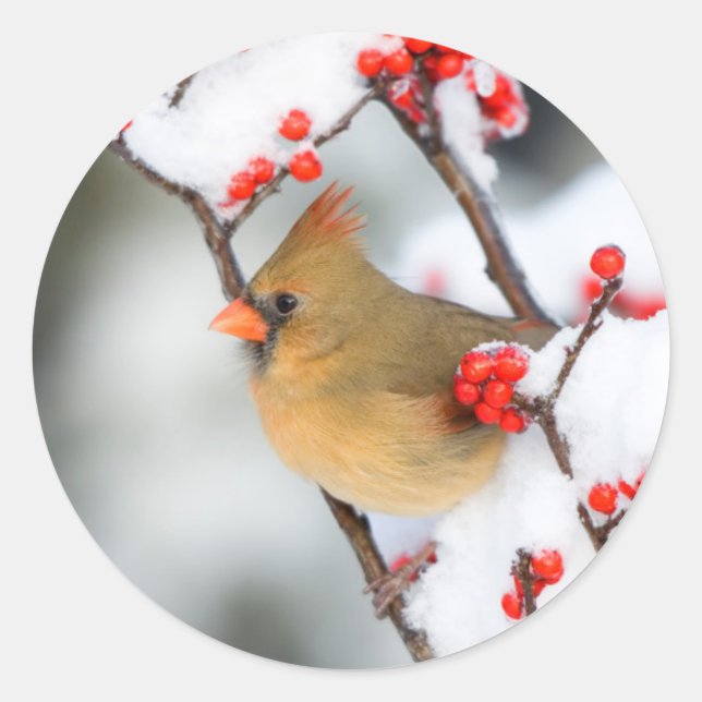 Northern Cardinal female on Common Winterberry Classic Round Sticker (Front)