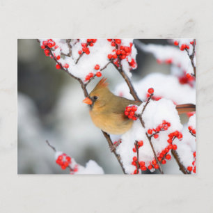 Northern Cardinal female on Common Winterberry Postcard