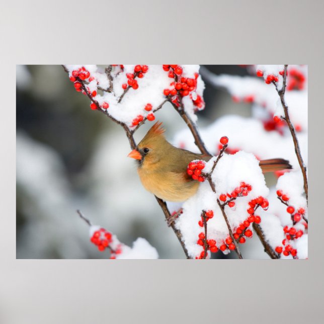 Northern Cardinal female on Common Winterberry Poster (Front)