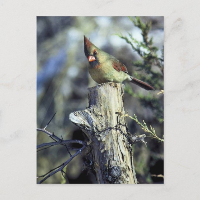 Northern cardinal-female postcard (Front)