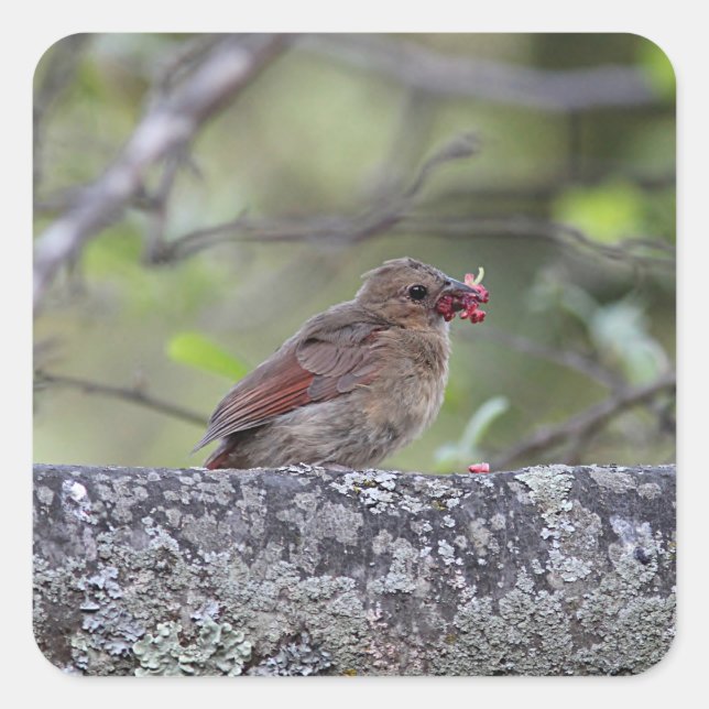 Northern cardinal fledgling square sticker (Front)