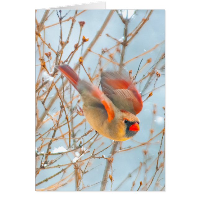 Northern Cardinal Flying - Original Photograph (Front)