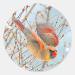 Northern Cardinal Flying - Original Photograph Classic Round Sticker