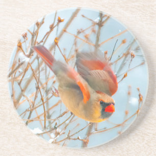 Northern Cardinal Flying - Original Photograph Coaster