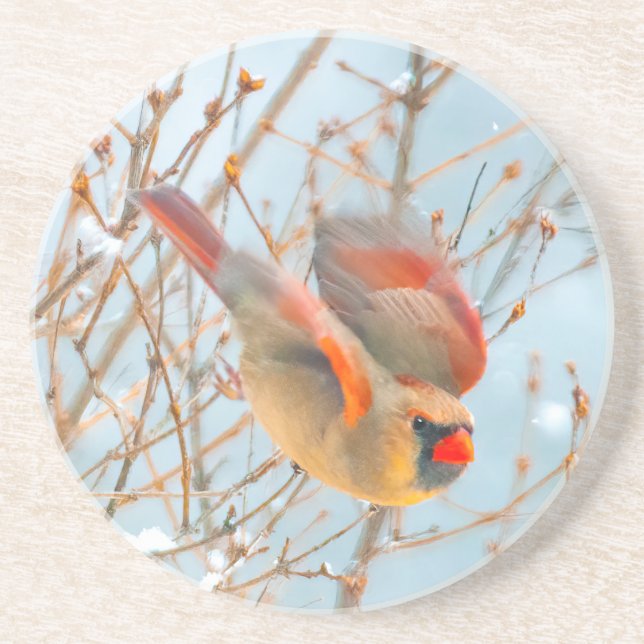 Northern Cardinal Flying - Original Photograph Coaster (Front)