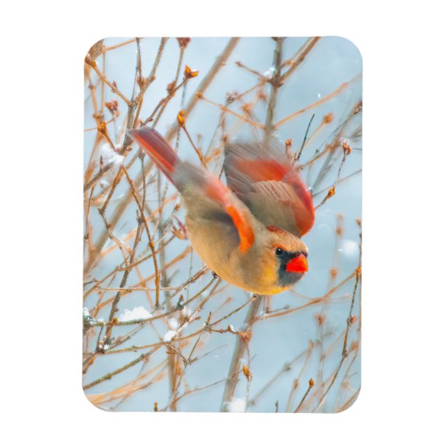 Northern Cardinal Flying - Original Photograph Magnet (Vertical)