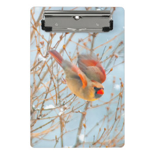 Northern Cardinal Flying - Original Photograph Mini Clipboard