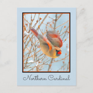 Northern Cardinal Flying - Original Photograph Postcard