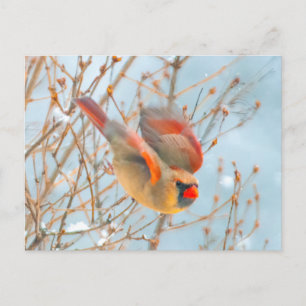 Northern Cardinal Flying - Original Photograph Postcard