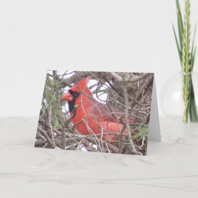 Northern Cardinal Greeting Card (Front)
