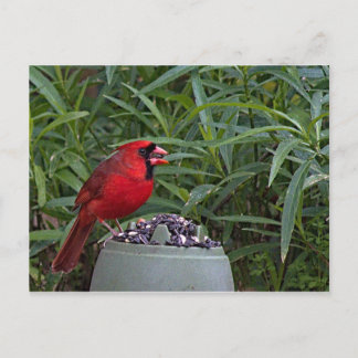 Northern Cardinal Guarding his Dinner Postcard