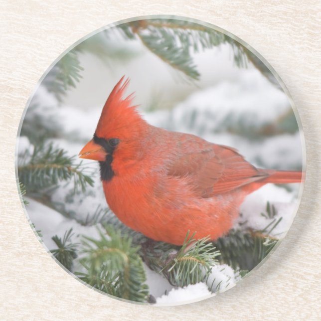Northern Cardinal in Balsam fir tree in winter Coaster (Front)