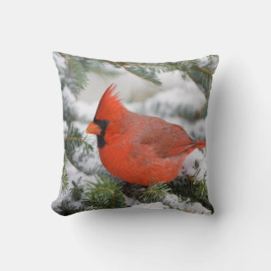 Northern Cardinal in Balsam fir tree in winter Cushion