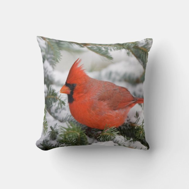 Northern Cardinal in Balsam fir tree in winter Cushion (Front)