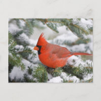 Northern Cardinal in Balsam fir tree in winter
