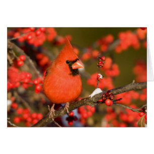 Northern Cardinal in Common Winterberry