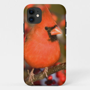 Northern Cardinal in Common Winterberry Case-Mate iPhone Case