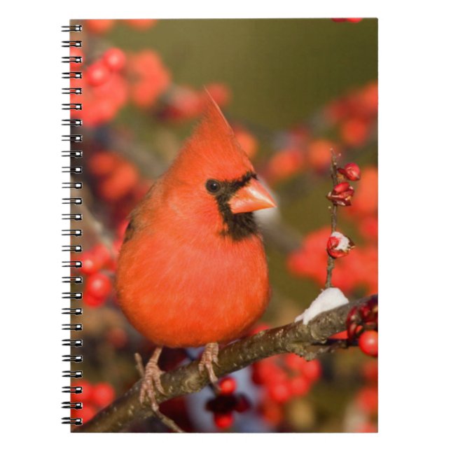 Northern Cardinal in Common Winterberry Spiral Notebook (Front)