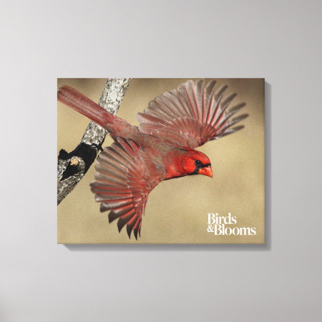 Northern Cardinal In Flight Canvas Print (Front)