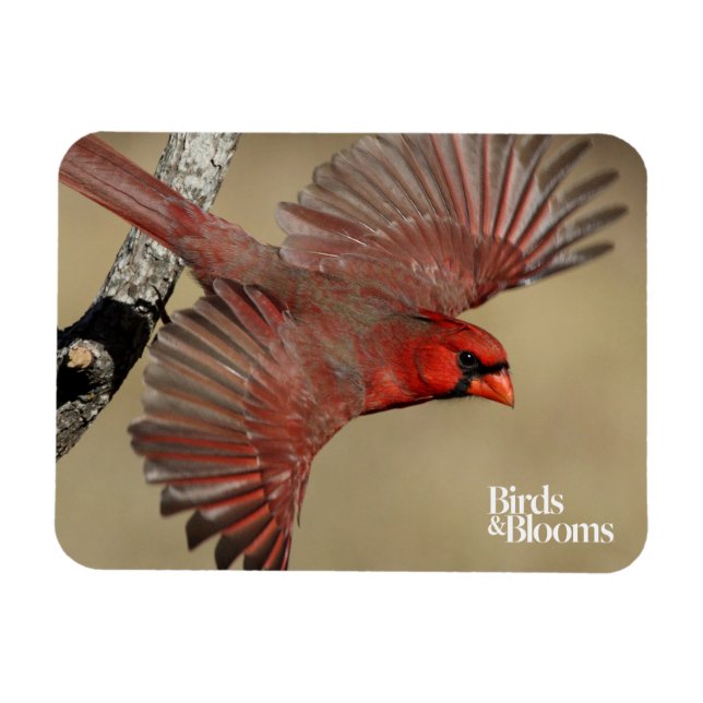 Northern Cardinal In Flight Magnet (Horizontal)