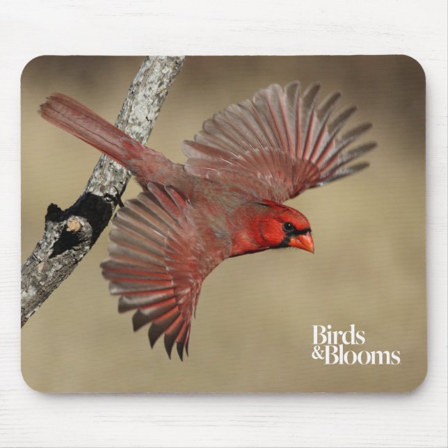 Northern Cardinal In Flight Mouse Pad (Front)