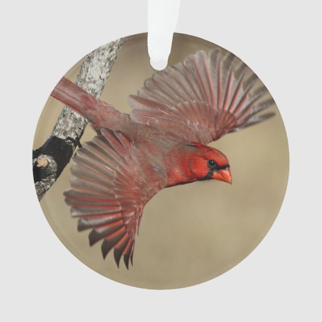 Northern Cardinal In Flight Ornament (Front)