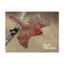 Northern Cardinal In Flight