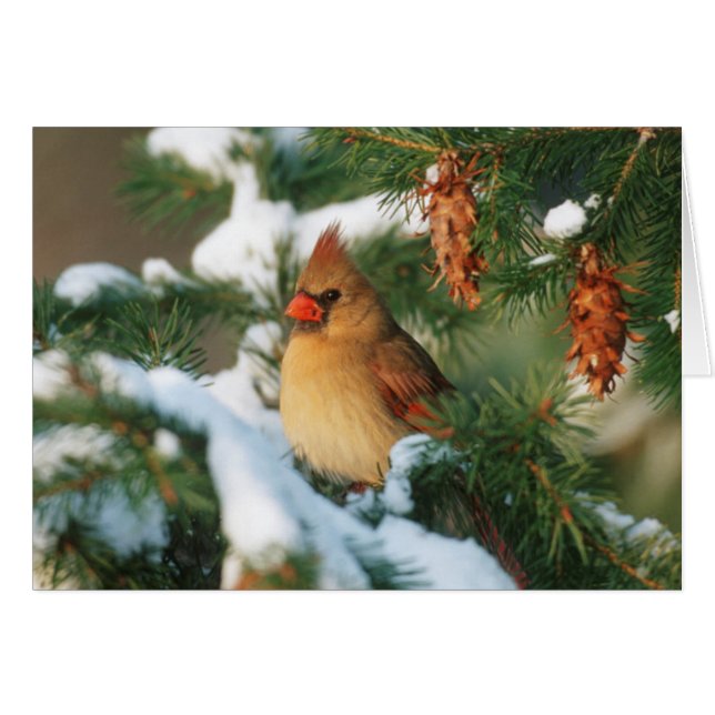 Northern Cardinal in tree, Illinois (Front Horizontal)